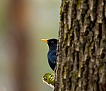 BB 05 0057 / Turdus merula / Svarttrost